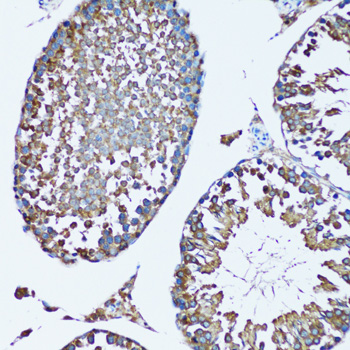 Immunohistochemistry of paraffin-embedded Mouse testis using FDFT1 Polyclonal Antibody at dilution of  1:100 (20x lens).