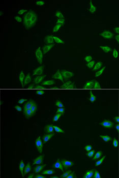 Immunofluorescence analysis of U2OS cells using MLANA Polyclonal Antibody
