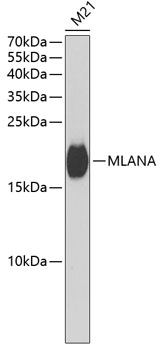 Western blot analysis of extracts of M21 cells using MLANA Polyclonal Antibody at dilution of 1:1000.