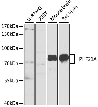 Western blot analysis of extracts of various cell lines using PHF21A Polyclonal Antibody at dilution of 1:1000.