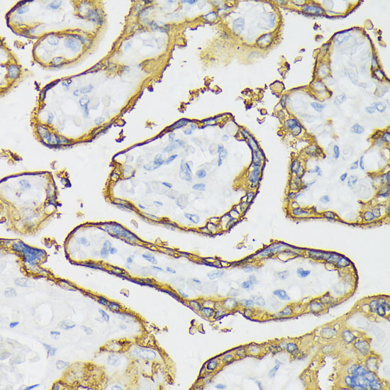 Immunohistochemistry of paraffin-embedded Human placenta using ALPP Polyclonal Antibody at dilution of  1:100 (40x lens).