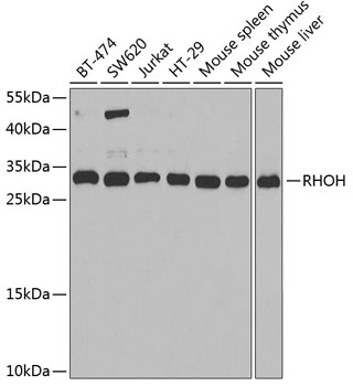 Western blot analysis of extracts of various cell lines using RHOH Polyclonal Antibody at dilution of 1:1000.