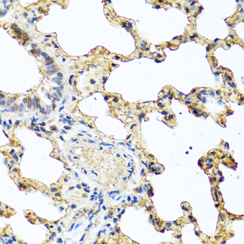 Immunohistochemistry of paraffin-embedded Rat lung using PIP Polyclonal Antibody at dilution of  1:100 (40x lens).