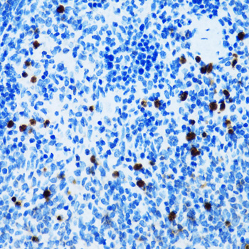 Immunohistochemistry of paraffin-embedded Mouse spleen using SPN Polyclonal Antibody at dilution of  1:100 (40x lens).