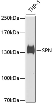 Western blot analysis of extracts of THP-1 cells using SPN Polyclonal Antibody at dilution of 1:1000.