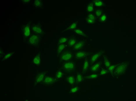 Immunofluorescence analysis of U2OS cells using SSRP1 Polyclonal Antibody