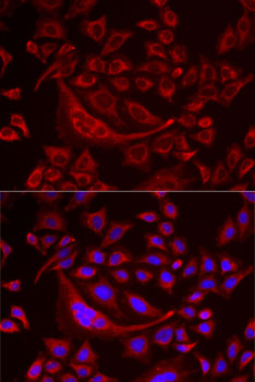 Immunofluorescence analysis of MCF7 cells using TUFM Polyclonal Antibody