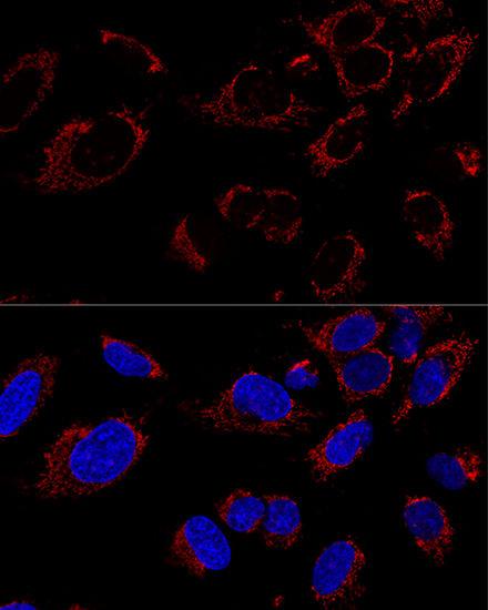 Confocal immunofluorescence analysis of U2OS cells using TUFM Polyclonal Antibody at dilution of  1:100. Blue: DAPI for nuclear staining.