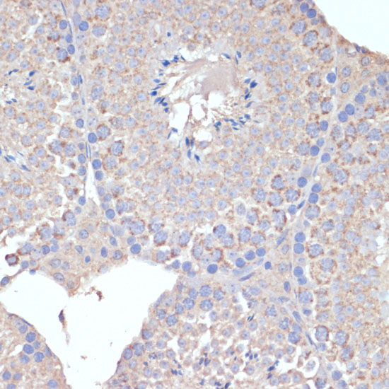 Immunohistochemistry of paraffin-embedded Mouse testis using COX5A Polyclonal Antibody at dilution of  1:100 (40x lens).