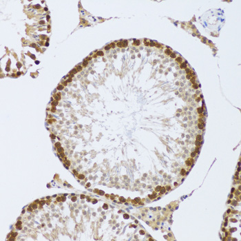 Immunohistochemistry of paraffin-embedded Mouse testis using CIRBP Polyclonal Antibody at dilution of  1:100 (20x lens).