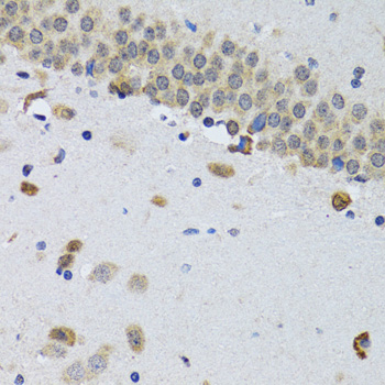 Immunohistochemistry of paraffin-embedded Mouse brain using CIRBP Polyclonal Antibody at dilution of  1:100 (40x lens).