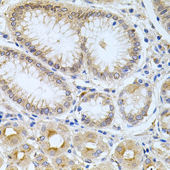 Immunohistochemistry of paraffin-embedded Human stomach using CPM Polyclonal Antibody at dilution of  1:100 (40x lens).