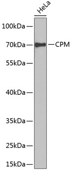 Western blot analysis of extracts of HeLa cells using CPM Polyclonal Antibody at dilution of 1:1000.