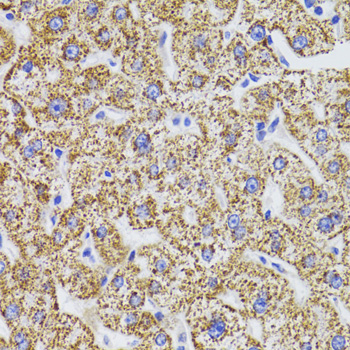 Immunohistochemistry of paraffin-embedded Human liver using GATM Polyclonal Antibody at dilution of  1:100 (40x lens).