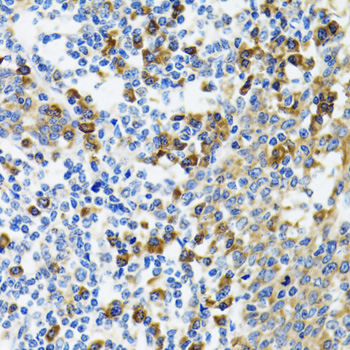 Immunohistochemistry of paraffin-embedded Human tonsil using HYOU1 Polyclonal Antibody at dilution of  1:100 (40x lens).