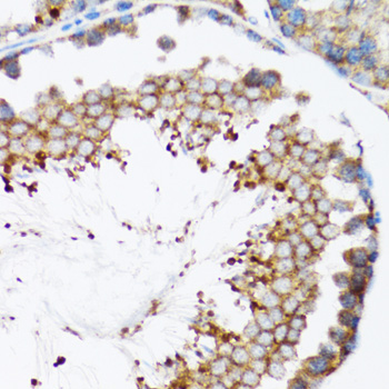 Immunohistochemistry of paraffin-embedded Mouse testis using HYOU1 Polyclonal Antibody at dilution of  1:100 (40x lens).