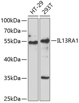 Western blot analysis of extracts of various cell lines using IL13RA1 Polyclonal Antibody at dilution of 1:1000.