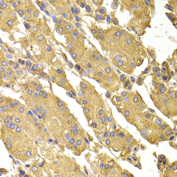 Immunohistochemistry of paraffin-embedded Human stomach using PPP2CA Polyclonal Antibody at dilution of  1:100 (40x lens).