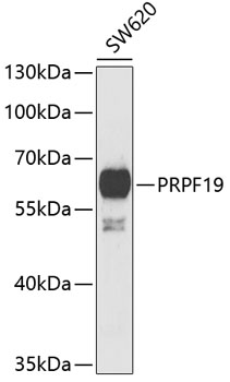 Western blot analysis of extracts of SW620 cells using PRPF19 Polyclonal Antibody at dilution of 1:1000.