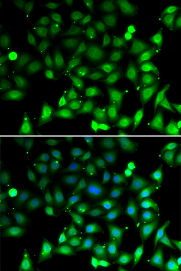 Immunofluorescence analysis of MCF-7 cells using RAE1 Polyclonal Antibody