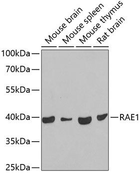Western blot analysis of extracts of various cell lines using RAE1 Polyclonal Antibody at dilution of 1:1000.