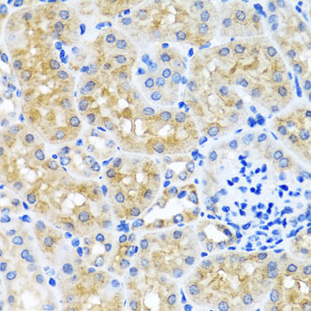 Immunohistochemistry of paraffin-embedded Mouse kidney using SCO1 Polyclonal Antibody at dilution of  1:100 (40x lens).