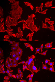 Immunofluorescence analysis of MCF7 cells using SMPX Polyclonal Antibody