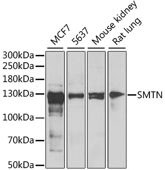 Western blot analysis of extracts of various cell lines using SMTN Polyclonal Antibody at dilution of 1:1000.