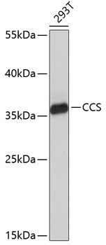 Western blot analysis of extracts of 293T cells using CCS Polyclonal Antibody at dilution of 1:1000.