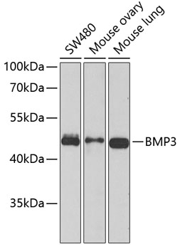 Western blot analysis of extracts of various cell lines using BMP3 Polyclonal Antibody at dilution of 1:1000.