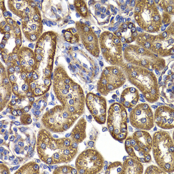 Immunohistochemistry of paraffin-embedded Rat kidney using GOT2 Polyclonal Antibody at dilution of  1:100 (40x lens).