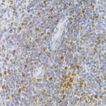 Immunohistochemistry of paraffin-embedded Rat spleen using NASP Polyclonal Antibody at dilution of  1:100 (40x lens).