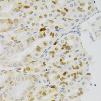 Immunohistochemistry of paraffin-embedded Rat stomach using NASP Polyclonal Antibody at dilution of  1:100 (40x lens).