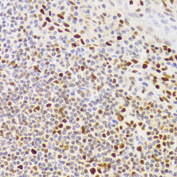 Immunohistochemistry of paraffin-embedded Human tonsil using NASP Polyclonal Antibody at dilution of  1:100 (40x lens).