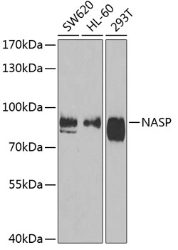 Western blot analysis of extracts of various cell lines using NASP Polyclonal Antibody at dilution of 1:1000.