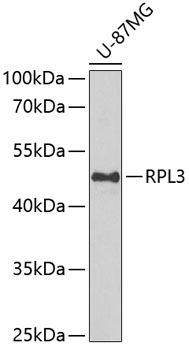 Western blot analysis of extracts of U-87MG cells using RPL3 Polyclonal Antibody at dilution of 1:1000.