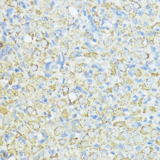 Immunohistochemistry of paraffin-embedded Rat ovary using SOD3 Polyclonal Antibody at dilution of  1:100 (40x lens).