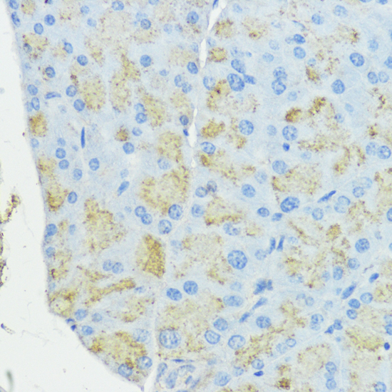 Immunohistochemistry of paraffin-embedded Mouse pancreas using SOD3 Polyclonal Antibody at dilution of  1:100 (40x lens).