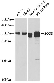 Western blot analysis of extracts of various cell lines using SOD3 Polyclonal Antibody at dilution of 1:1000.