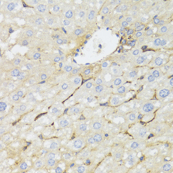 Immunohistochemistry of paraffin-embedded Mouse liver using STAT4 Polyclonal Antibody at dilution of  1:100 (40x lens).