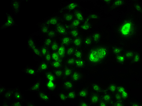 Immunofluorescence analysis of U2OS cells using NELFE Polyclonal Antibody