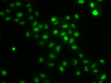 Immunofluorescence analysis of U2OS cells using HIRIP3 Polyclonal Antibody