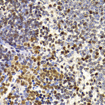 Immunohistochemistry of paraffin-embedded Rat spleen using HIRIP3 Polyclonal Antibody at dilution of  1:100 (40x lens).