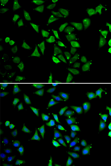 Immunofluorescence analysis of U2OS cells using EIF3C Polyclonal Antibody