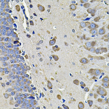 Immunohistochemistry of paraffin-embedded Rat brain using EIF3C Polyclonal Antibody at dilution of  1:100 (40x lens).