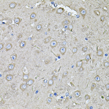 Immunohistochemistry of paraffin-embedded Mouse brain using EIF3C Polyclonal Antibody at dilution of  1:100 (40x lens).