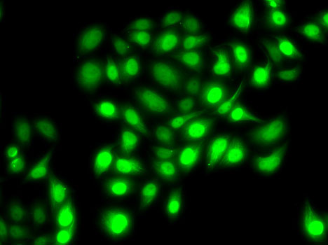 Immunofluorescence analysis of MCF7 cells using PRC1 Polyclonal Antibody