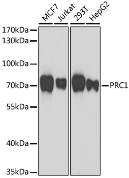 Western blot analysis of extracts of various cell lines using PRC1 Polyclonal Antibody at dilution of 1:1000.