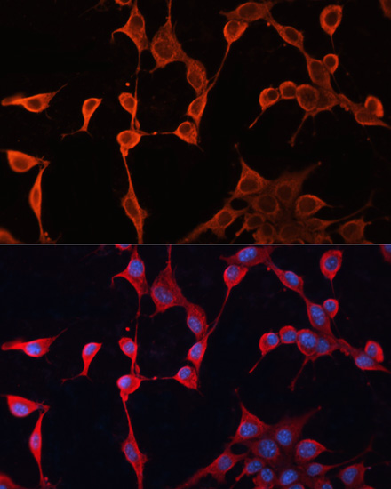 Immunofluorescence analysis of NIH/3T3 cells using DNAJA2 Polyclonal Antibody at dilution of  1:100. Blue: DAPI for nuclear staining.