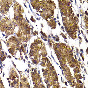 Immunohistochemistry of paraffin-embedded Human stomach using STAMBP Polyclonal Antibody at dilution of  1:100 (40x lens).